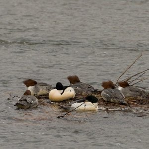 007-Merganser-122922.jpg