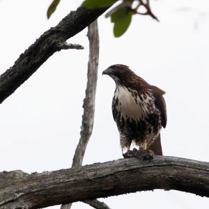 2023-01-02 Buttertubs young red tail hawk  014_DxO port hi key_crop med.jpg