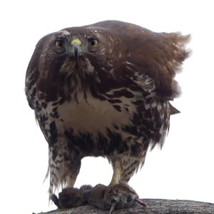 2023-01-02 Buttertubs young red tail hawk  017_DxO std_crop0.jpg