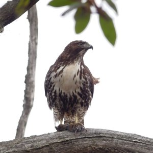 2023-01-02 Buttertubs young red tail hawk  019_DxO std_crop med.jpg