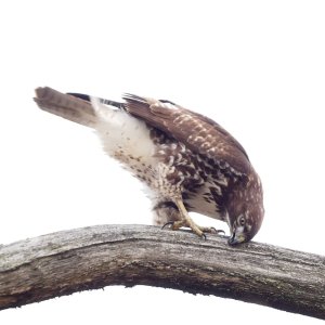 2023-01-02 Buttertubs young red tail hawk  065_DxO port std_crop med.jpg