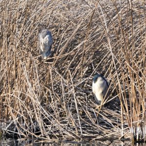 Black Crowned Night Herons 1.JPG