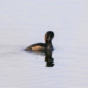 Greater Scaup Hen.JPG