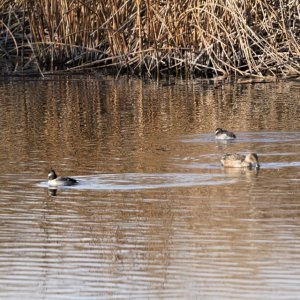 Buffleheads and Shoveler.JPG