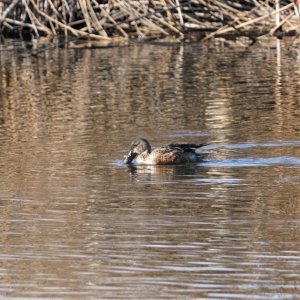 Hen Shoveler.JPG