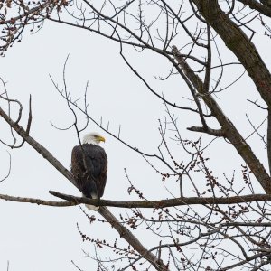 006-Eagle-012323.jpg