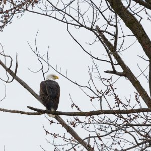 006-Eagle-012323.jpg