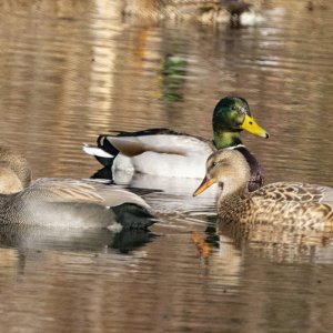 GadwallPair&MallardDrake7925.jpg