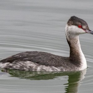 B01EaredGrebe7998.jpg