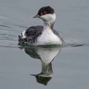 B02EaredGrebe8229.jpg