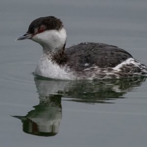 B03EaredGrebe8232.jpg