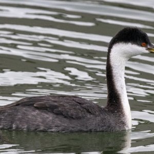 B04WesternGrebe8044.jpg