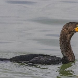 B05DoubleCrestedCormorant8076.jpg