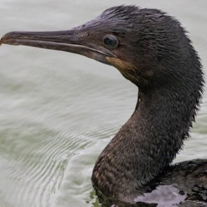 B06PelagicCormorant8094.jpg