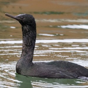 B07PelagicCormorant8214.jpg