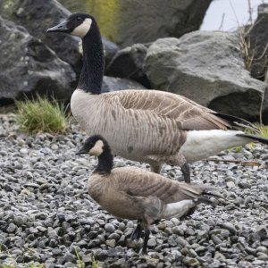 C01Canada&CacklingGeese7949.jpg