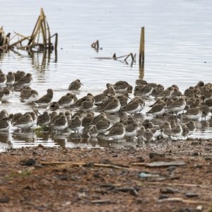 C02WesternSandpipers7968.jpg