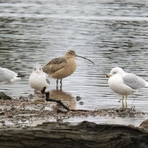 C03LongBilledCurlew7962.jpg