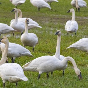 C06TrumpeterSwans8257.jpg