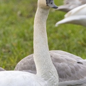 C09TrumpeterSwanAdult8269.jpg