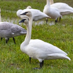 C10TrumpeterSwans8262.jpg