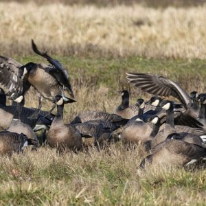 A01CacklingGeese8297.jpg