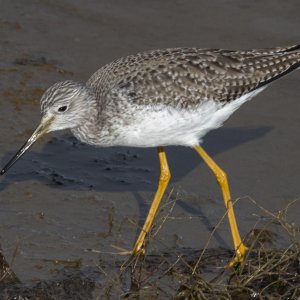 A06GreaterYellowlegs8437.jpg