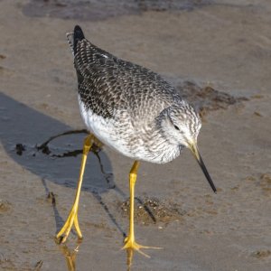 A07GreaterYellowlegs8448.jpg