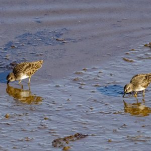 A08LeastSandpipers8408.jpg