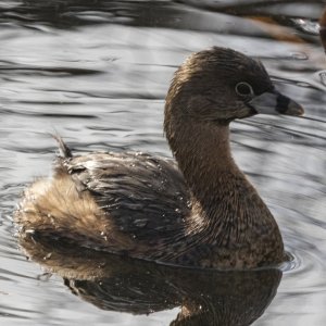 A09PiedBilledGrebe8531.jpg