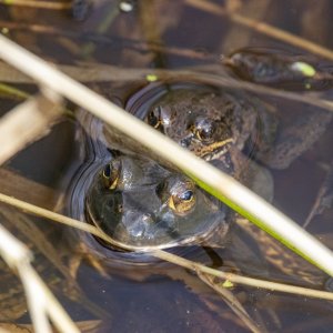 A10RedLeggedFrog&BullFrogAmplexus8496.jpg