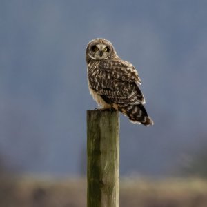 ShortEaredOwl8562.jpg