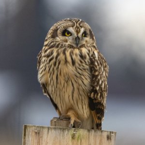 ShortEaredOwl8594.jpg