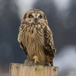 ShortEaredOwl8602.jpg