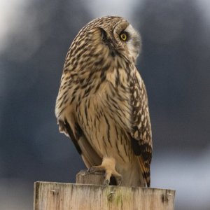 ShortEaredOwl8606.jpg