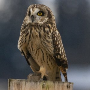 ShortEaredOwl8608.jpg