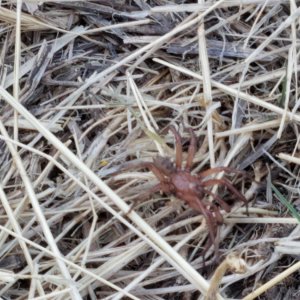 klickitat spider.jpg