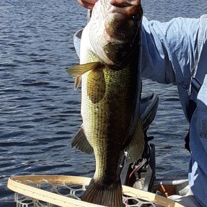 bass (2).jpg