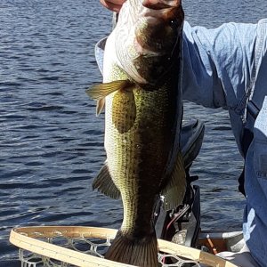 bass (2).jpg