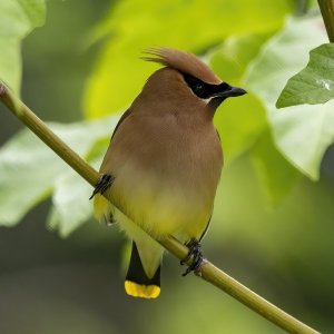 B10CedarWaxwing.jpg