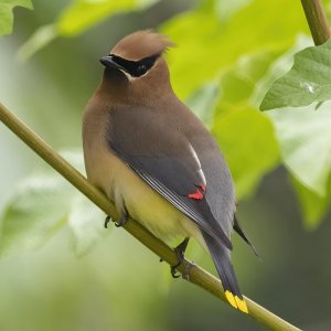 B11CedarWaxwing2722.jpg