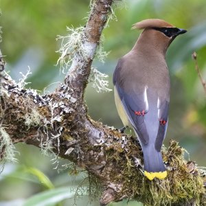 B12CedarWaxwing.jpg