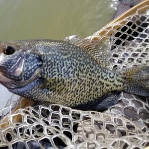 20230428_crappie1.jpg