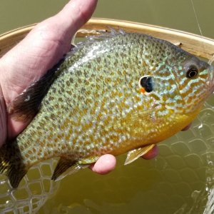 20230428_sunfish1.jpg