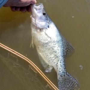 20230430_crappie.jpg