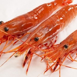 spot prawn 1.jpg