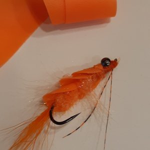 spot prawn  4.jpg