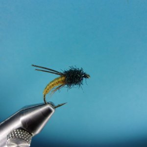 backcountrycaddis.JPG