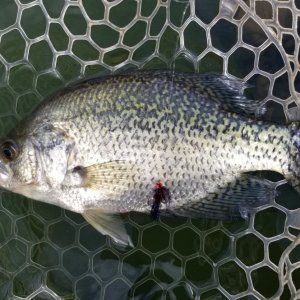 20230612_crappie_med.jpg