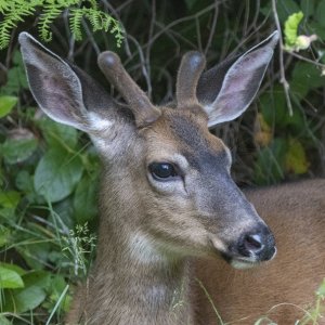 BuckGrowingAntlersProfile2738Trim.jpg